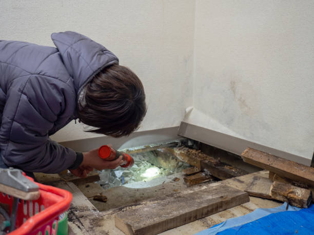  Branford Center, CT Mold Removal Pros