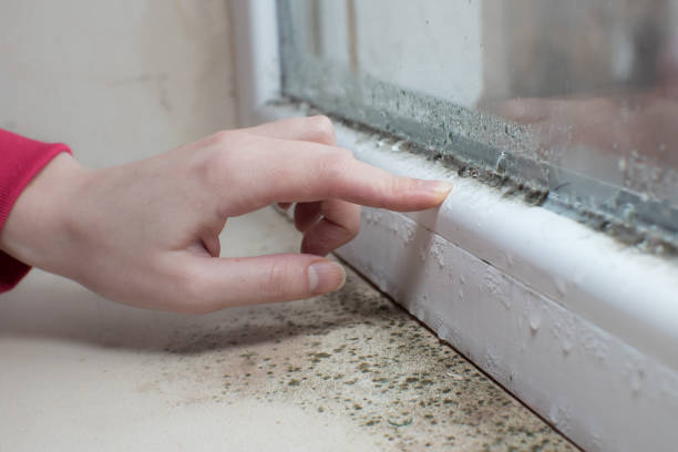 Reliable Branford Center, CT Mold Removal Solutions