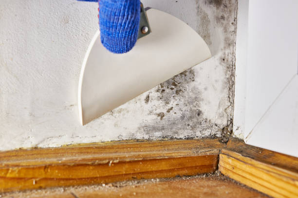 Best Asbestos and Lead Testing During Mold Inspection  in Branford Center, CT